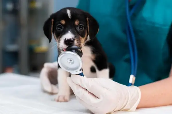 Czy weterynarz to doktor? Prawda o tytule i kwalifikacjach weterynaryjnych