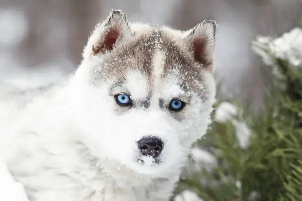Ile dziennie je husky? Odkryj idealną dawkę karmy dla psa