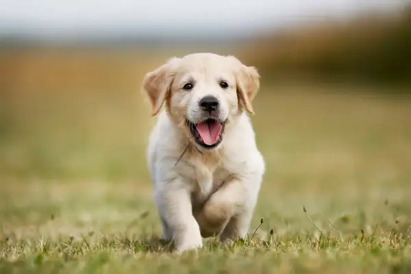 Ile lat żyje golden retriever? Odkryj, co wpływa na ich długość życia