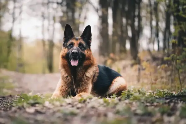 Co je owczarek niemiecki? Cechy, historia i opieka nad psem