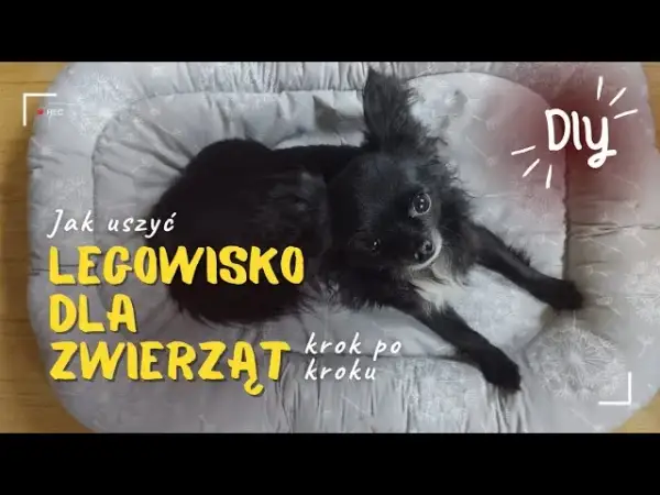 Jak zrobić legowisko dla psa bez szycia - proste i tanie pomysły
