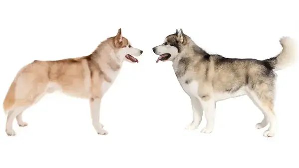 Jak odróżnić husky od malamuta: kluczowe różnice i cechy